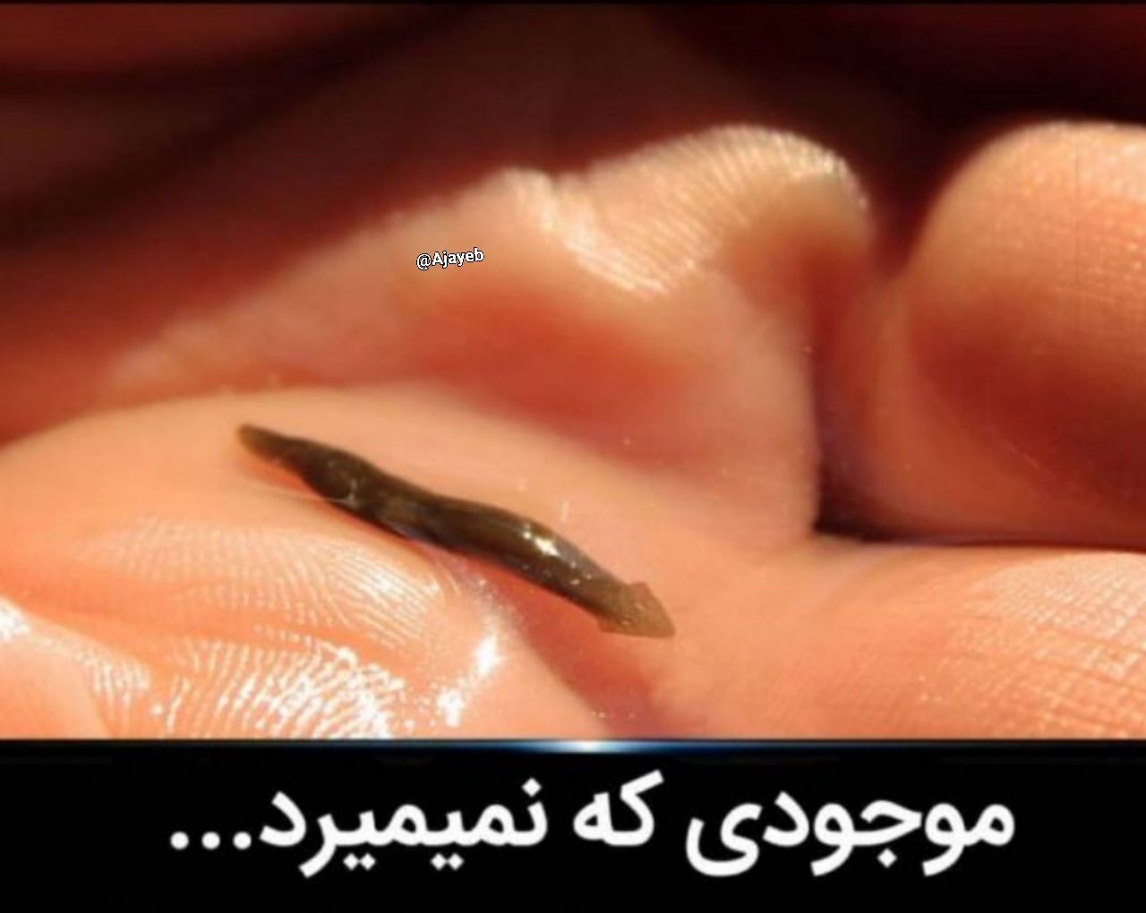 کرم planaria 