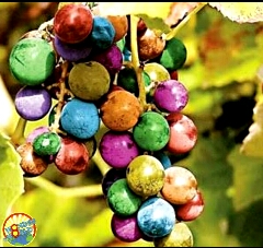انگورهای رنگارنگ