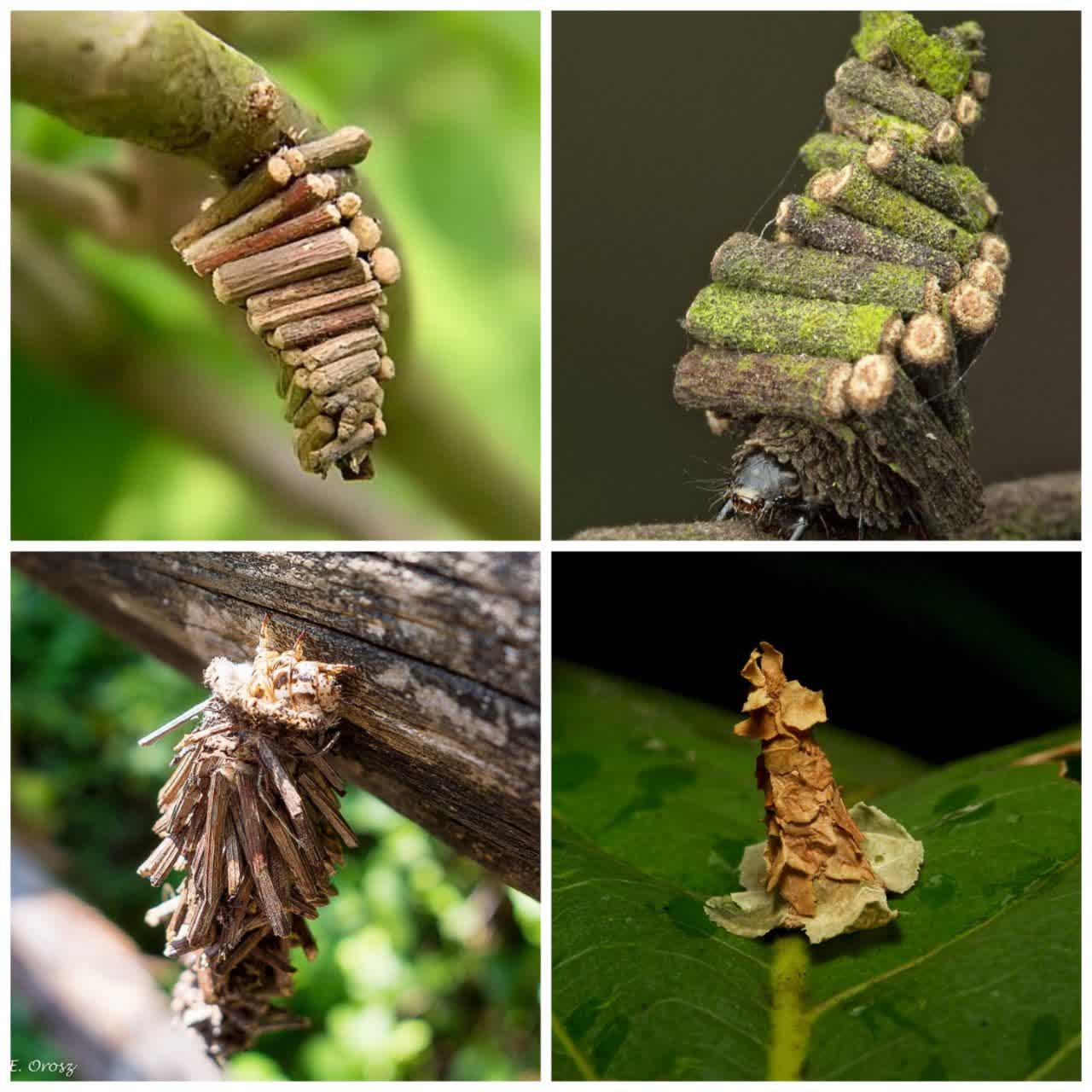 تاقک های کرم ابریشم Psychidae