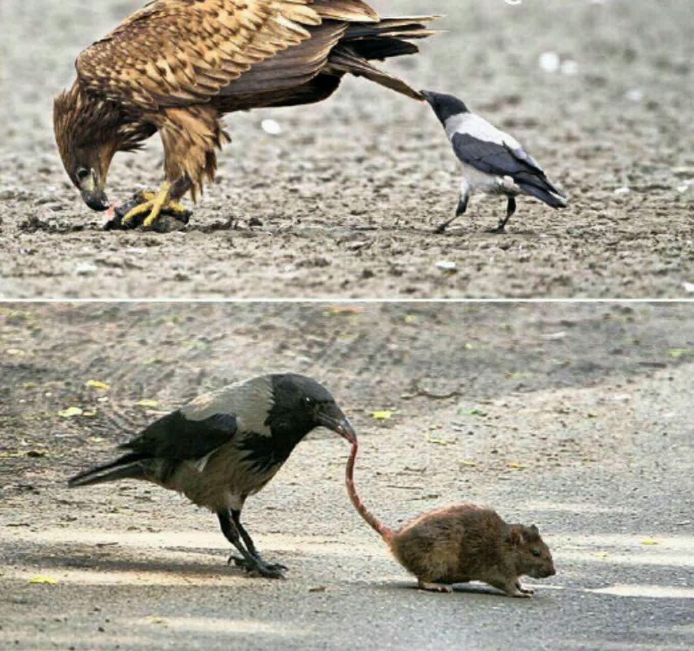 حرکت عجیب کلاغ ها