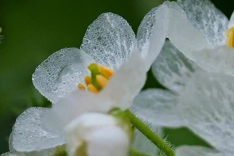 گل اسکلتی یا Diphylleia grayi