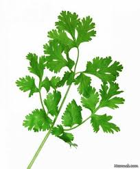 گیاهان دارویی (گشنیز)