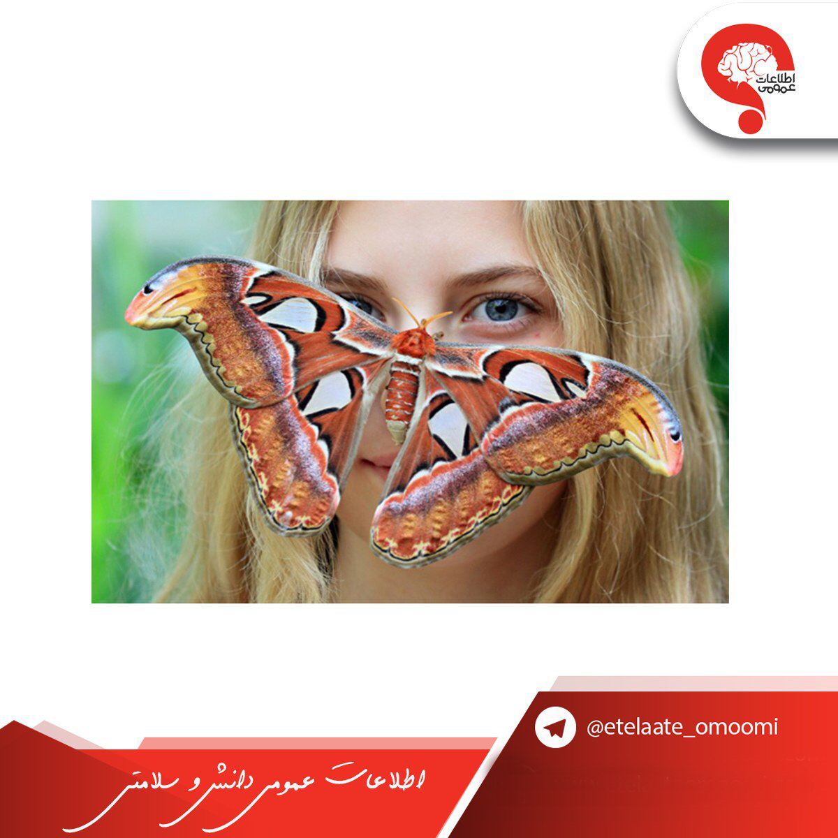 پروانه اطلس