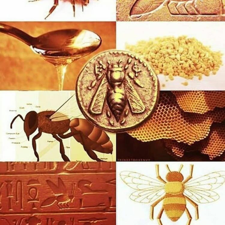 مقدس بودن زنبور ها