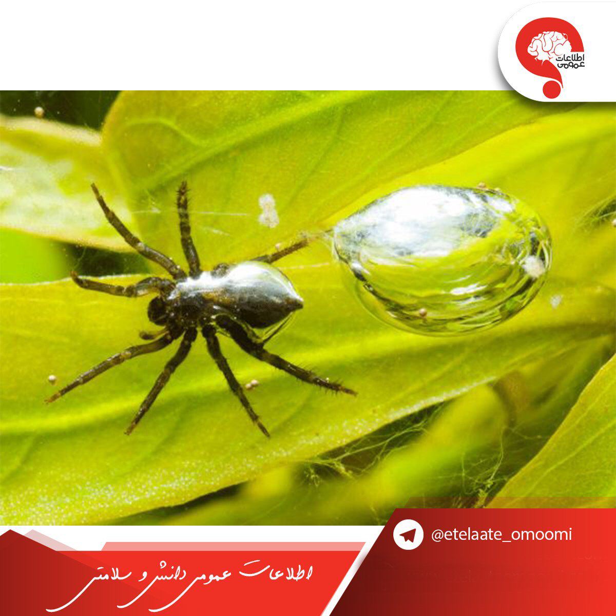 ویژگی جالب عنکبوت ها