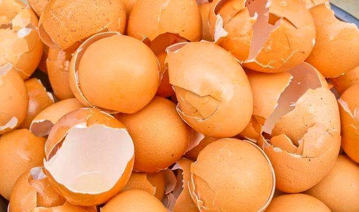 ریختن پوست تخم مرغ در گلدان