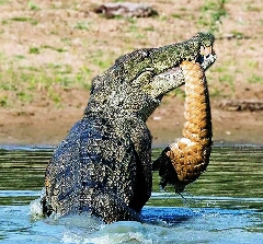 پادزهر مارگزیدگی در خون تمساح 