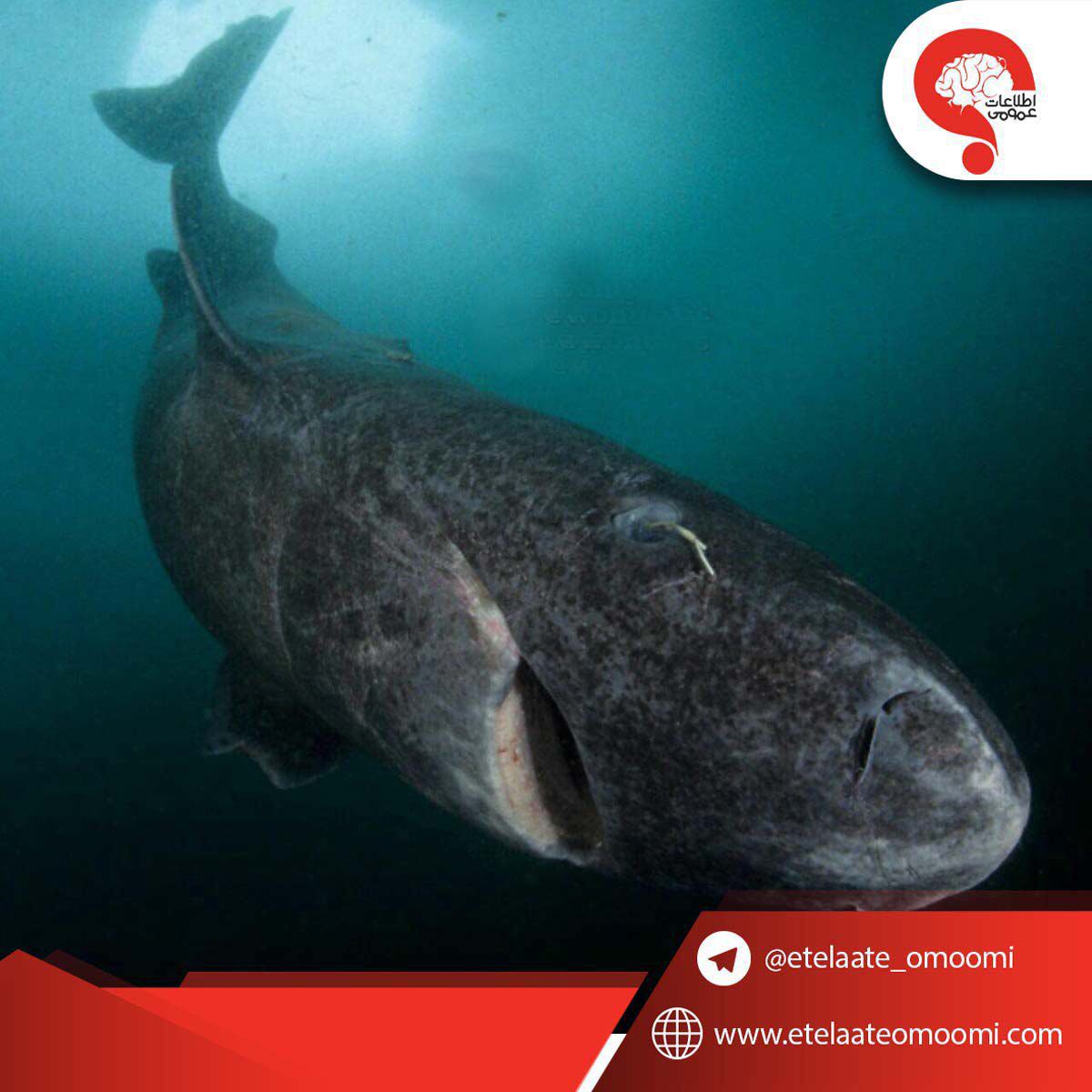 قدیمیترین مهره دار زنده دنیا