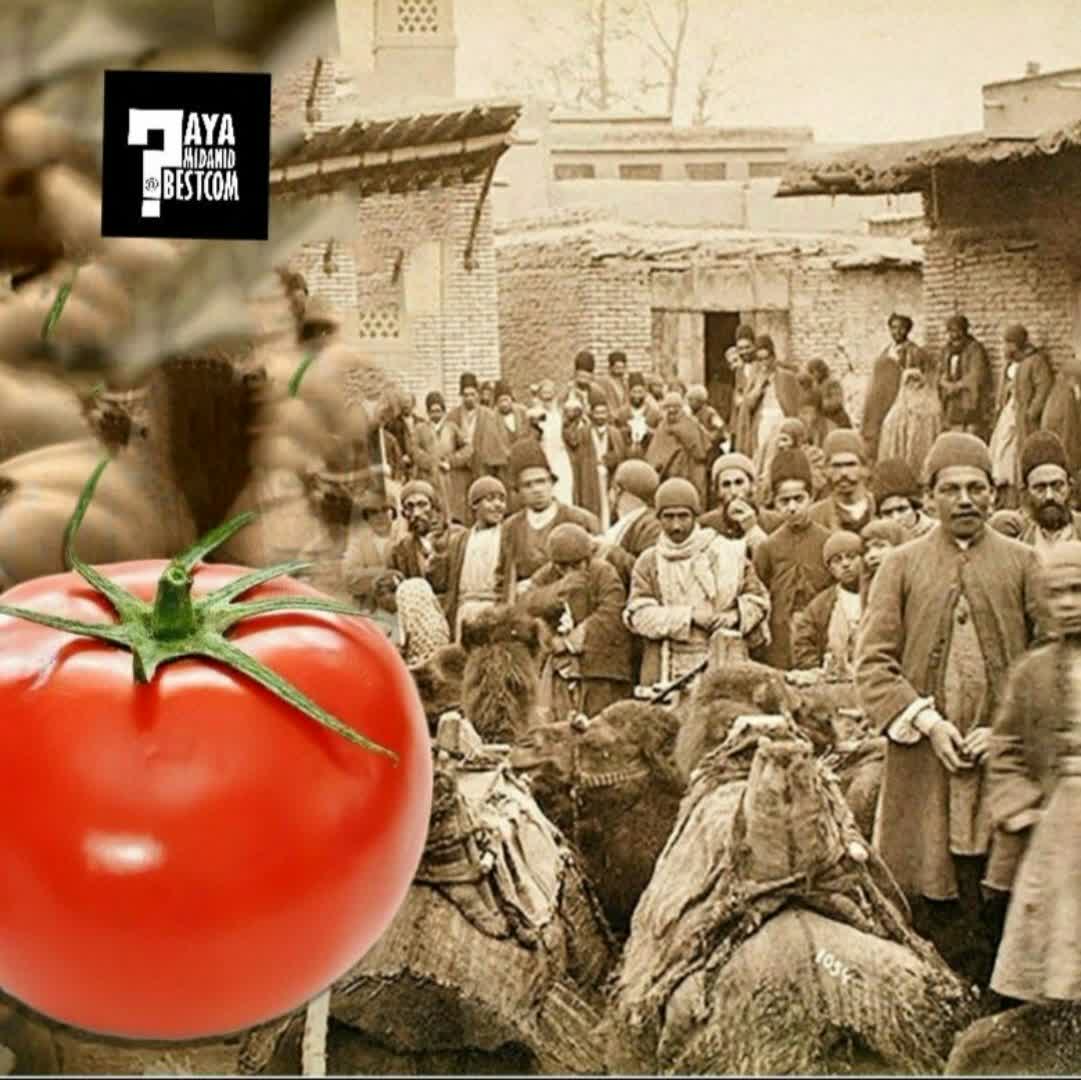 برای اولین بار گوجه فرنگی