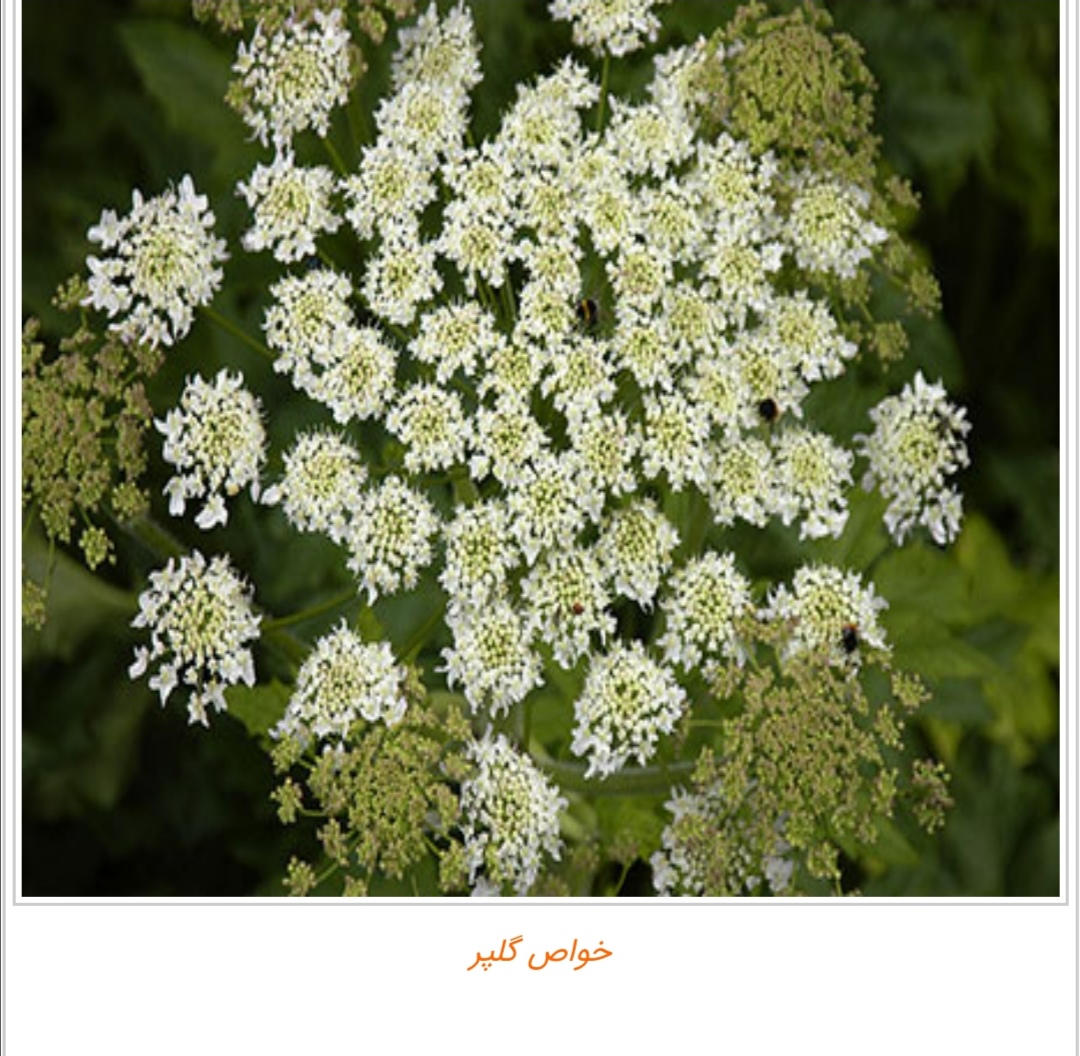خواص گلپر