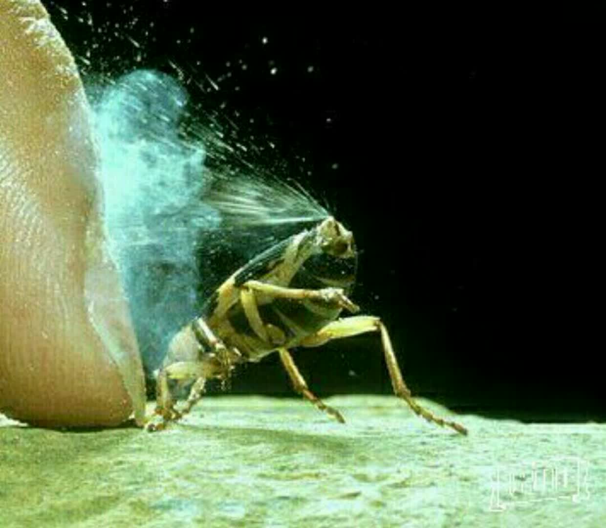 سوسکی خطرناکی بنام بمب افکن
