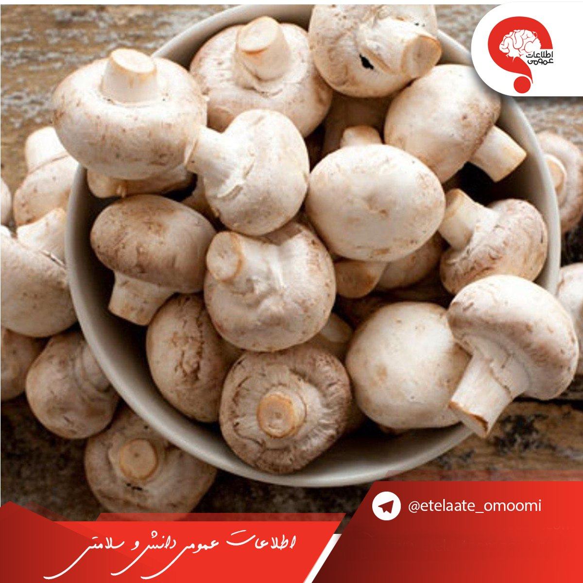 تاثیر مصرف قارچ بر روی سلامت روده ها