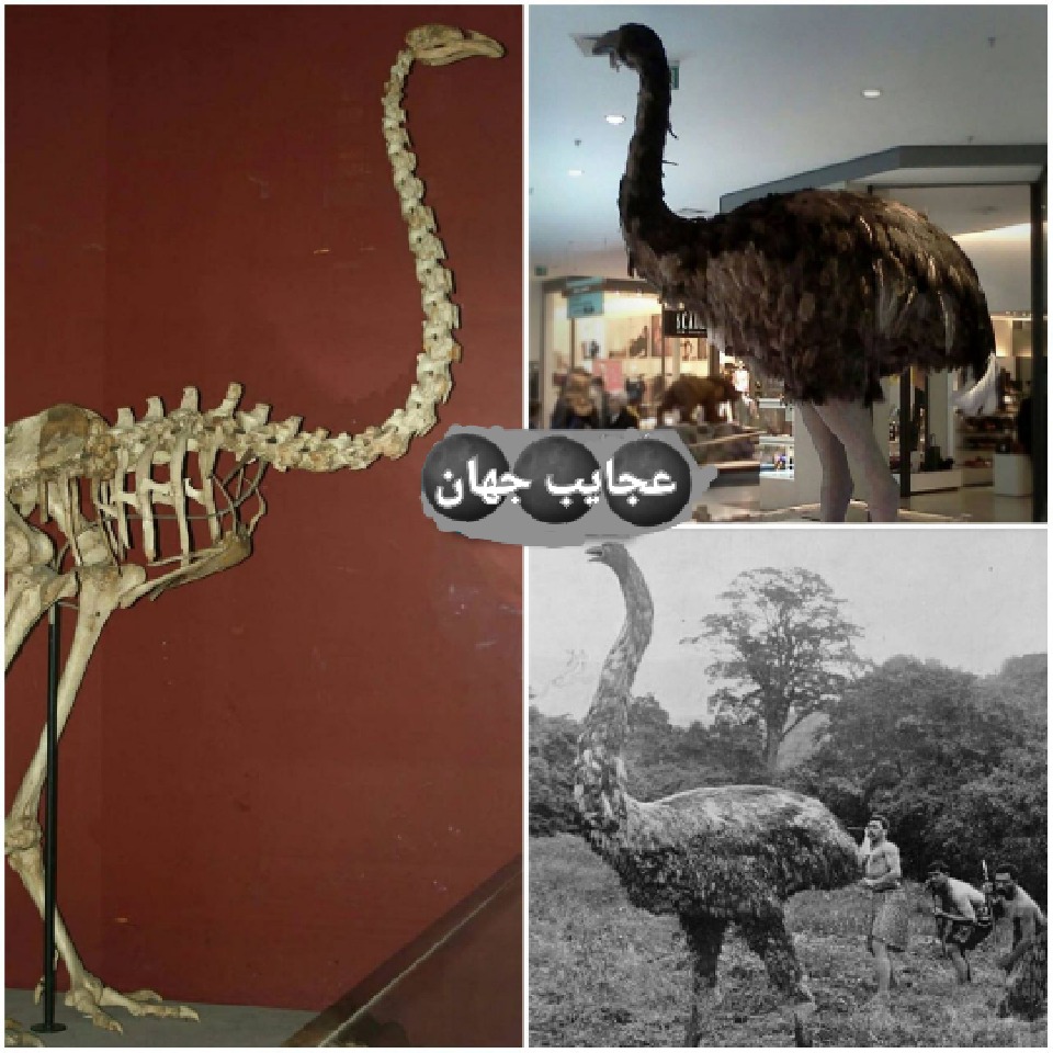 پرنده غول پیکر
