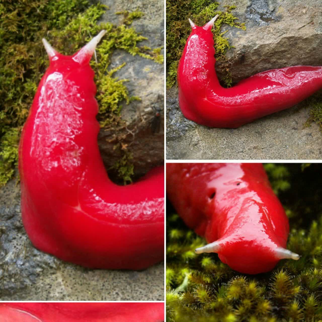 حلزون بی صدف غول آسا به رنگ صورتی گرم