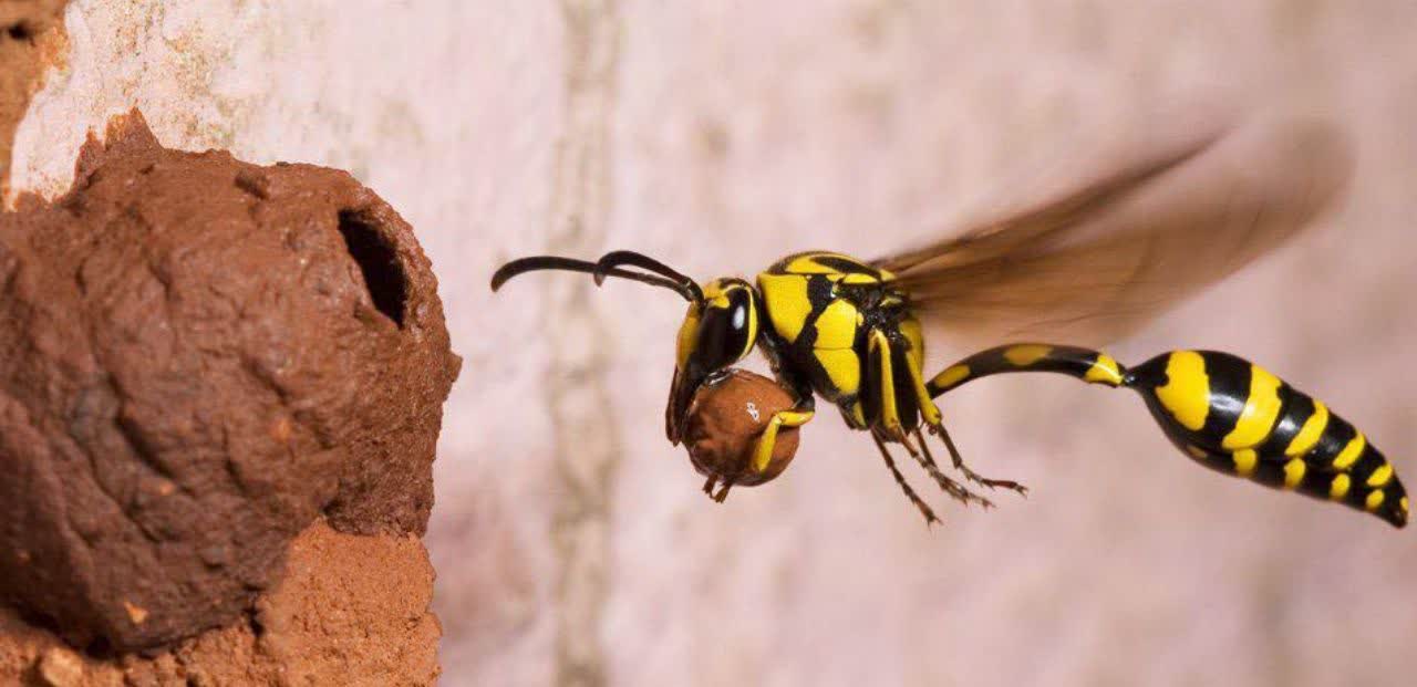 زنبور پاتر یا زنبور سفال‌گر