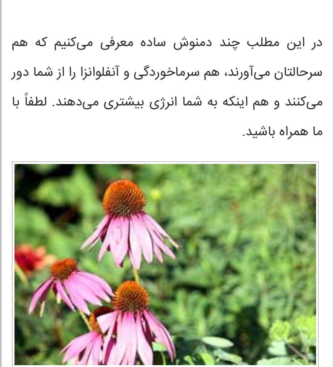  ٩ دمنوش زمستانه مفید برای بدن