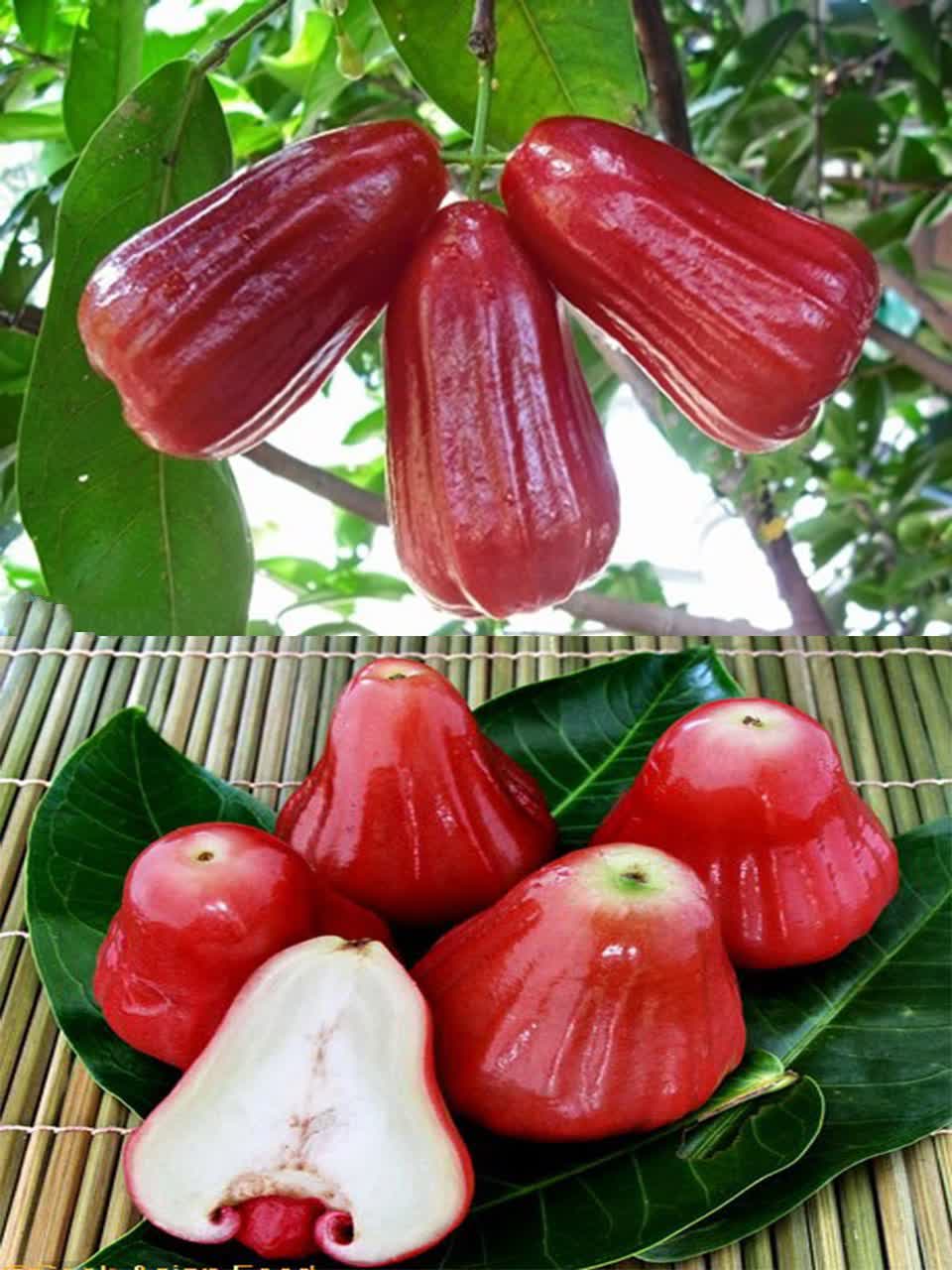 سیب گلی