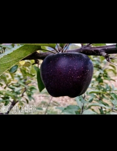 الماس سیاه 