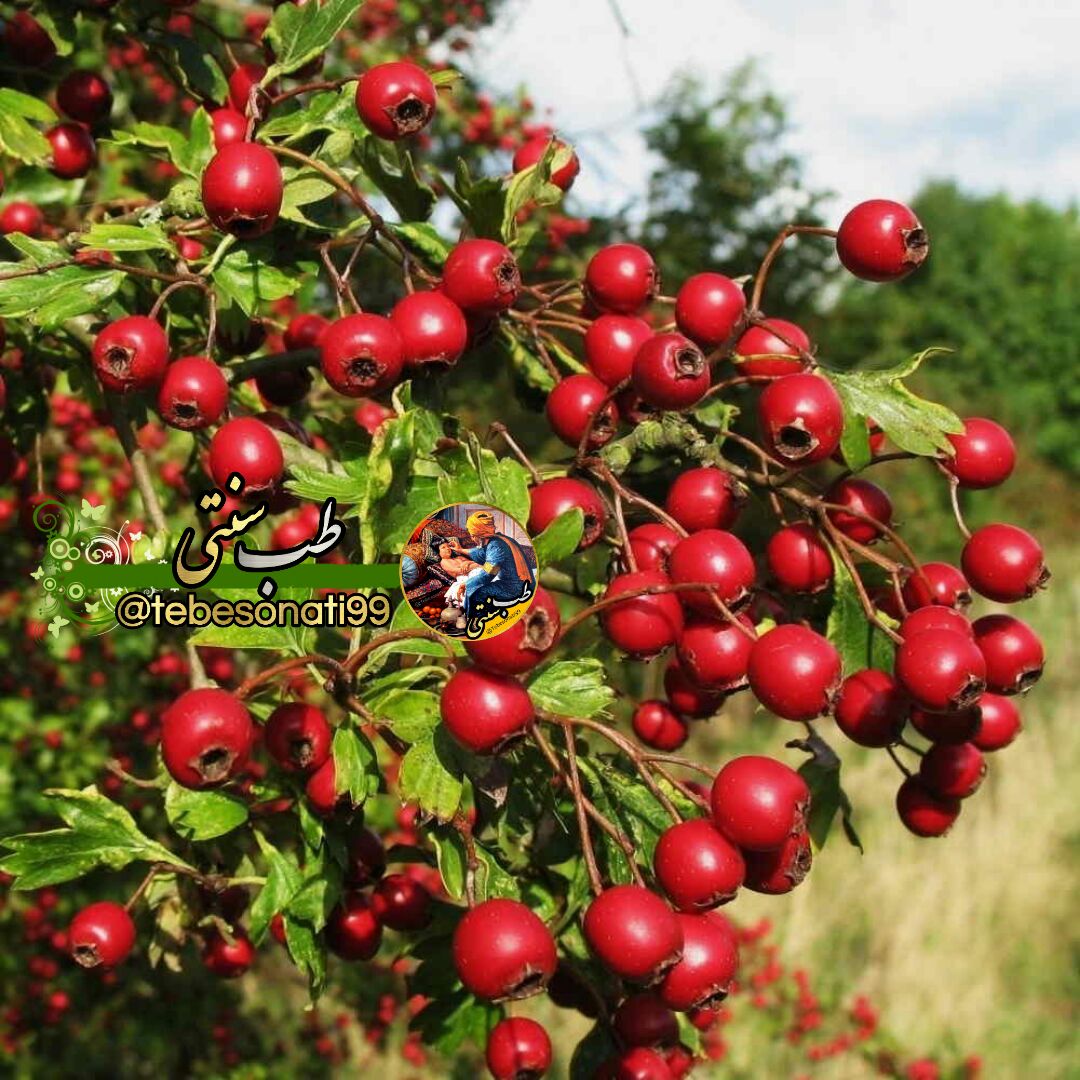فواید و خواص زالزالک