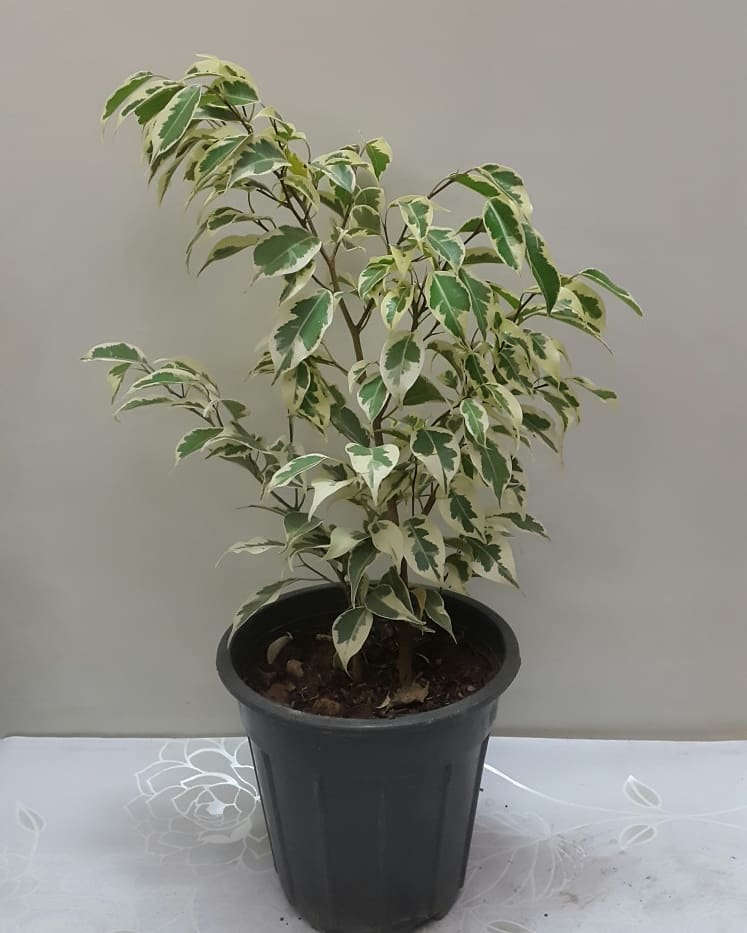 گل بنجامین