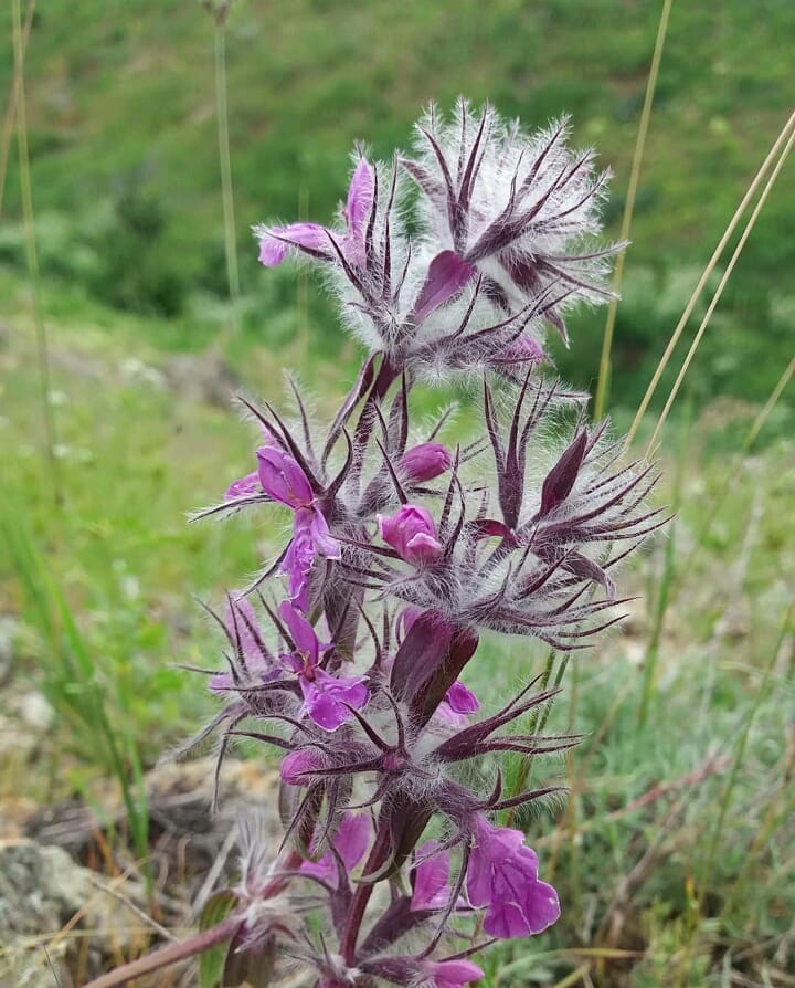 چای کوهی