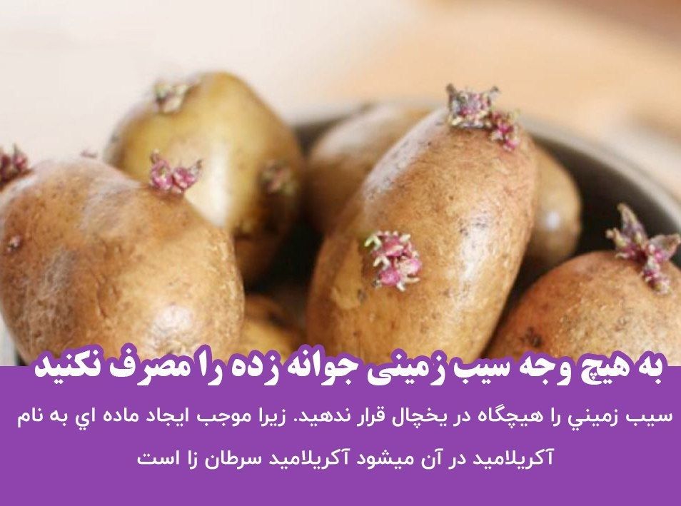 سیب زمینی جوانه زده 