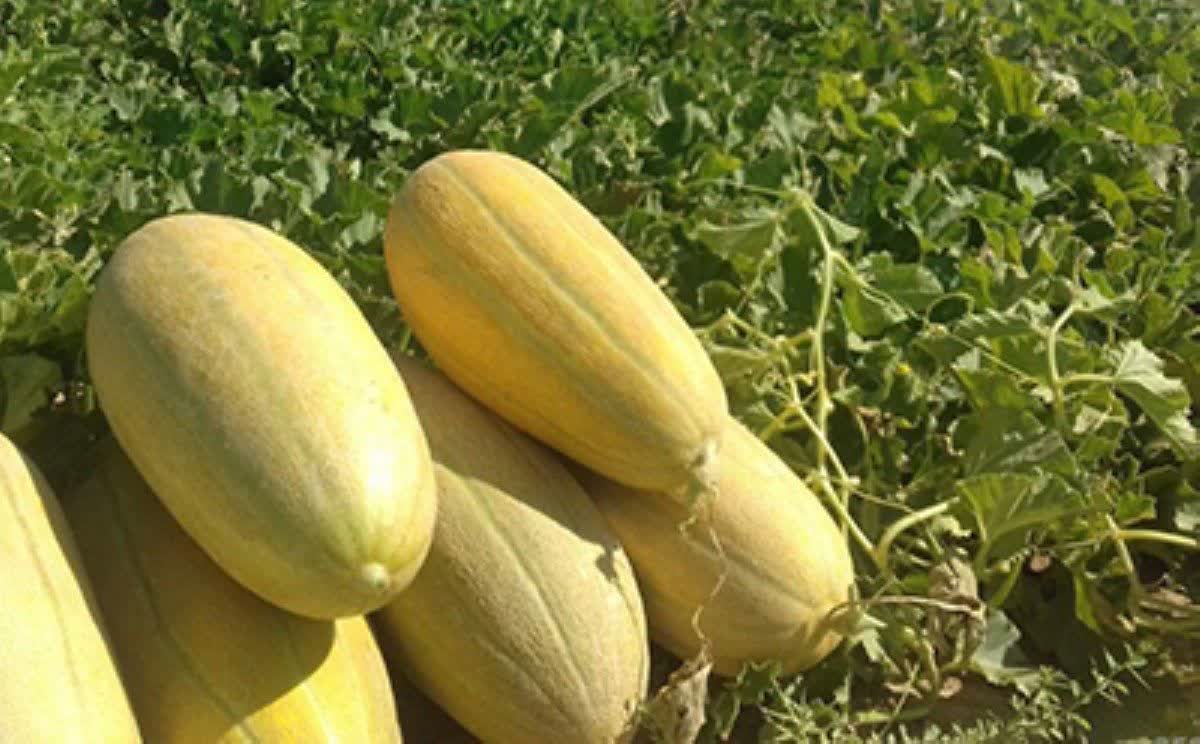خواص خربزه