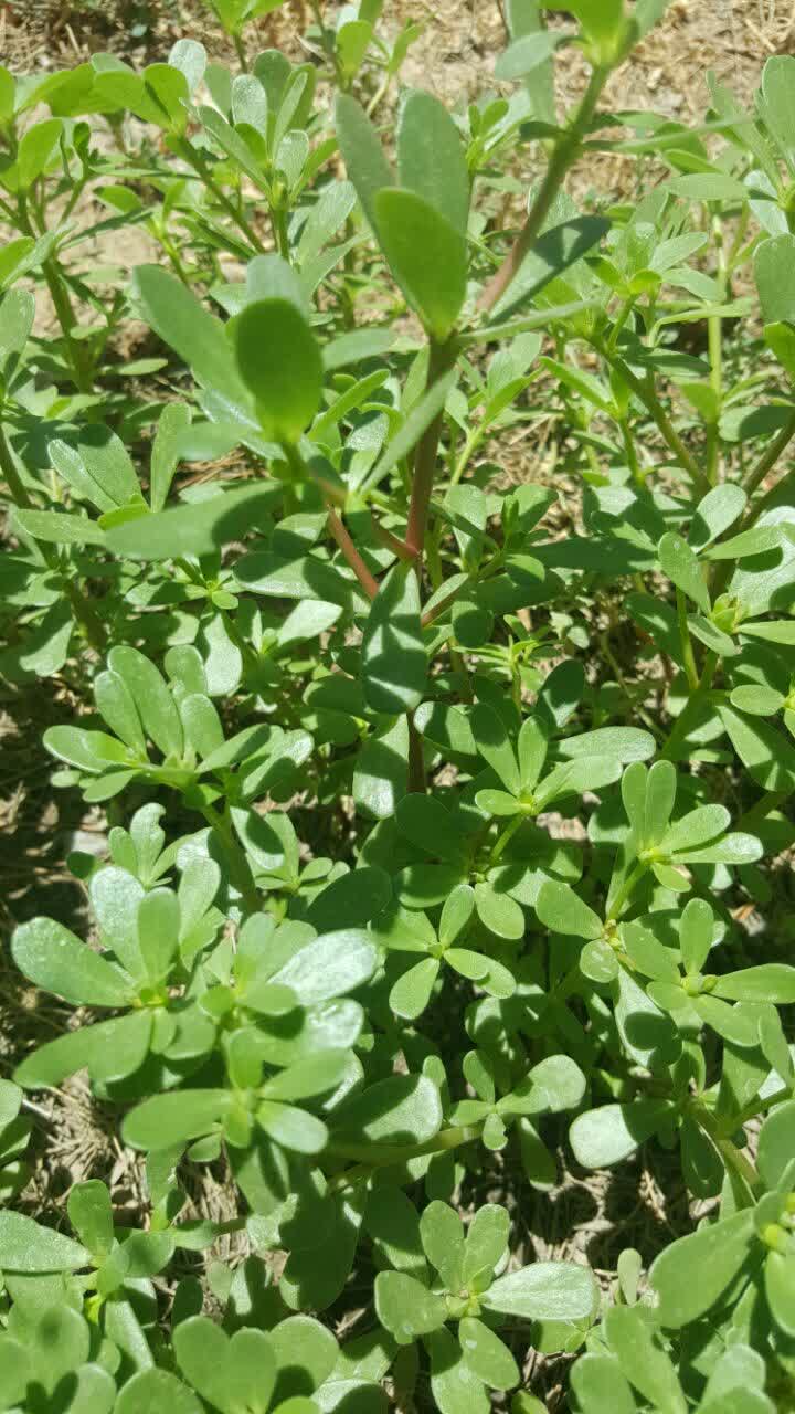 خرفه، سبزی فراموش شده