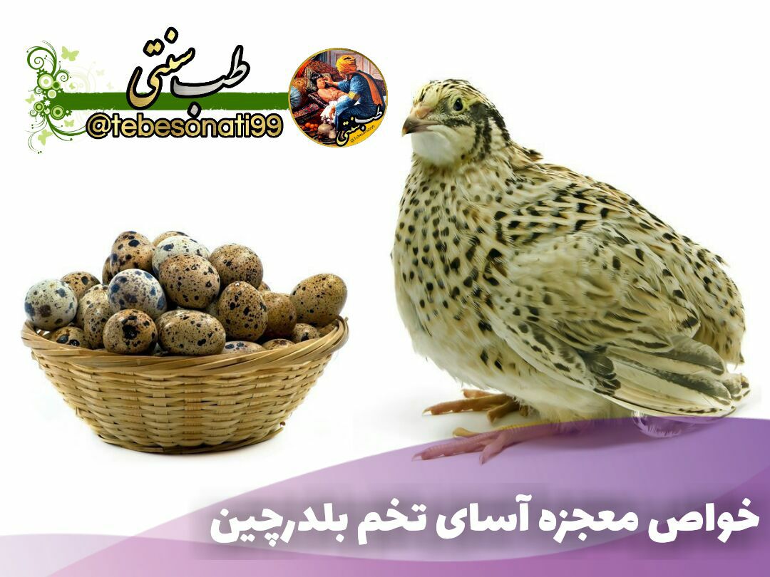 خواص بی نظیر تخم بلدرچین
