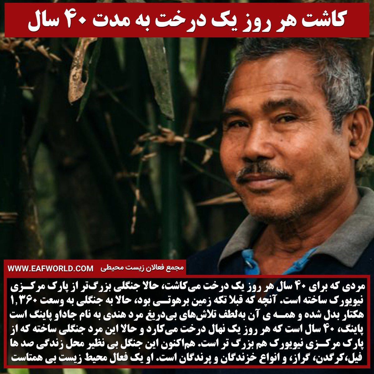مردی که هر روز یه درخت میکاشت