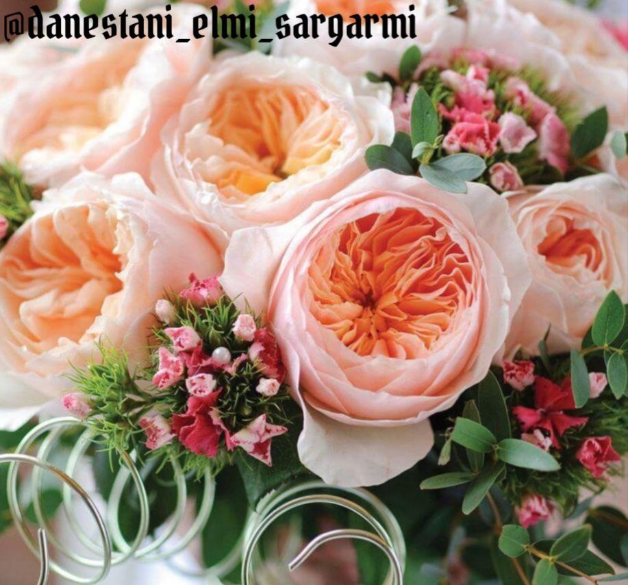 گرانترین گل جهان