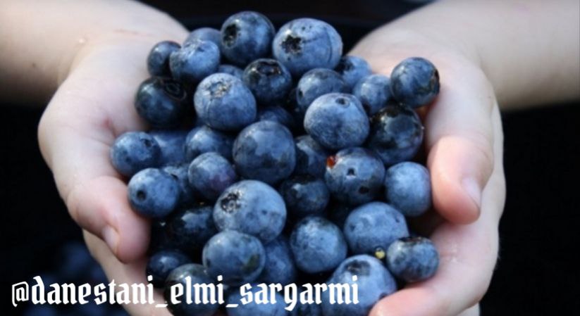 خواص بلوبری