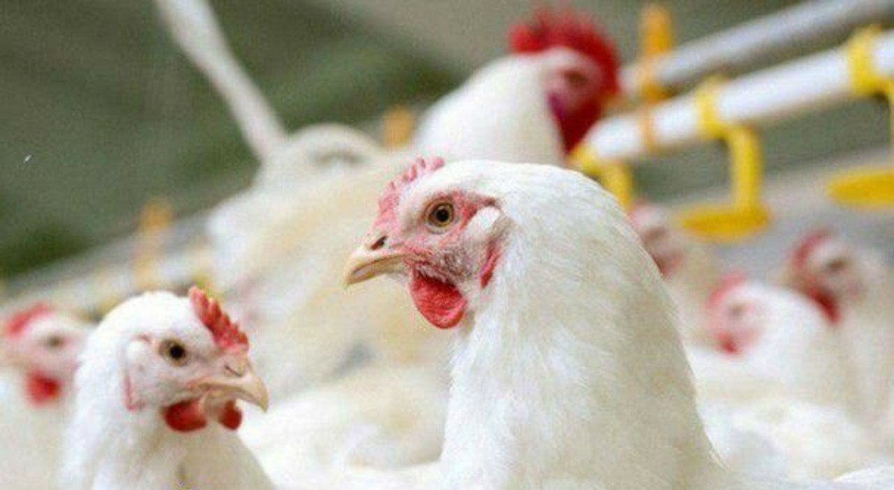 قیمت جدید مرغ زنده تعیین شد !