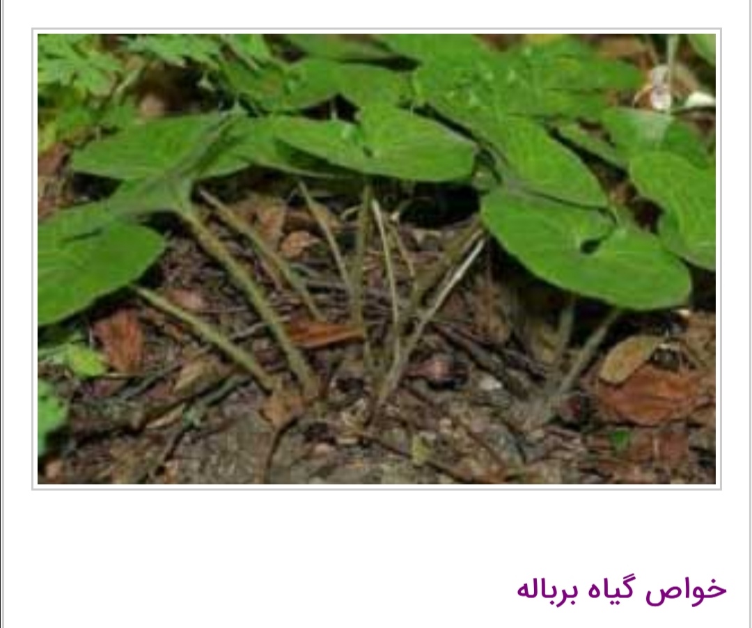 گیاه برباله بیشترین خاصیت درمانی