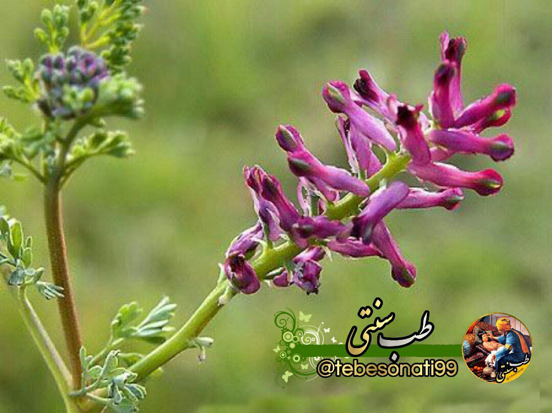 عرق کاسنی ضد جوش 