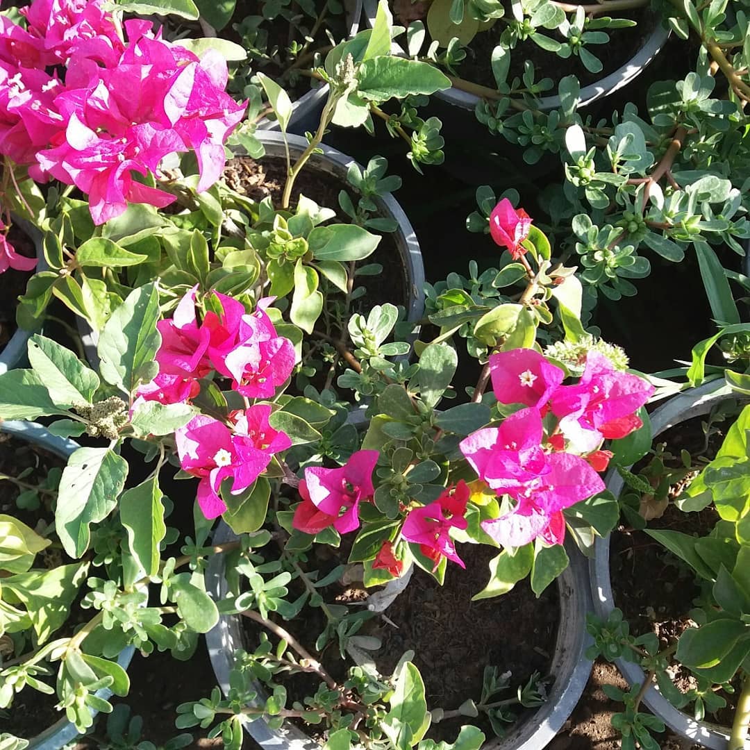 گل کاغذی