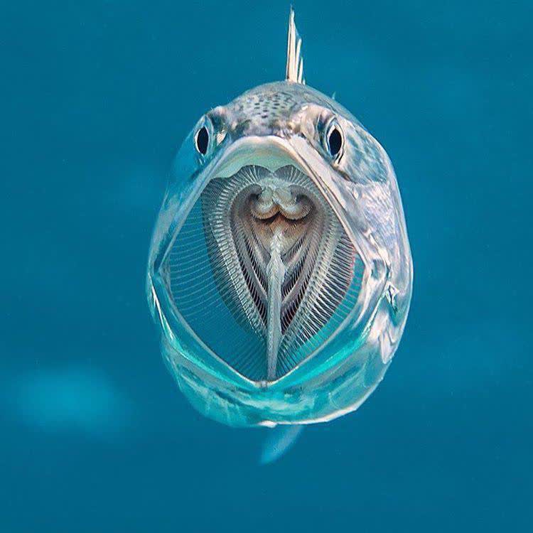 ماهی اي به نام Striped
