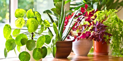برای بهتر نگهداری از گل وگیاهان منزلتان