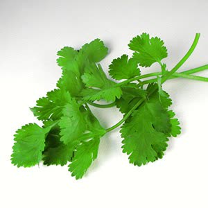 گشنیز