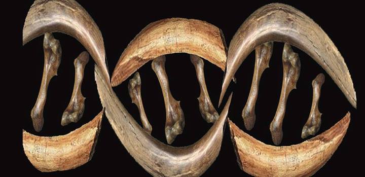 نیمه عمر DNA چقدر است؟