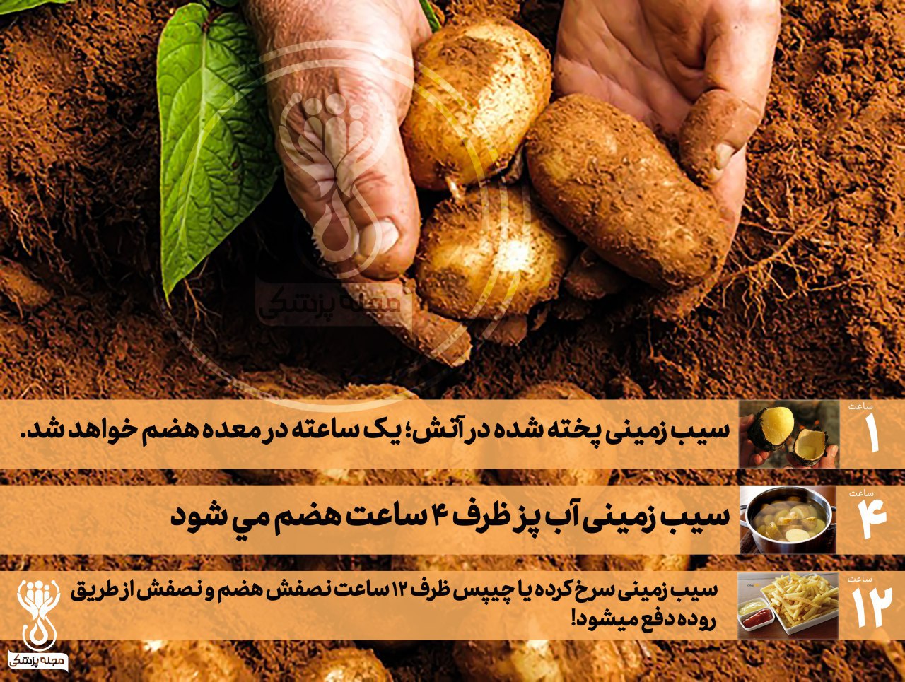 تفاوت هضم سیب زمینی در نوع پخت!🥔