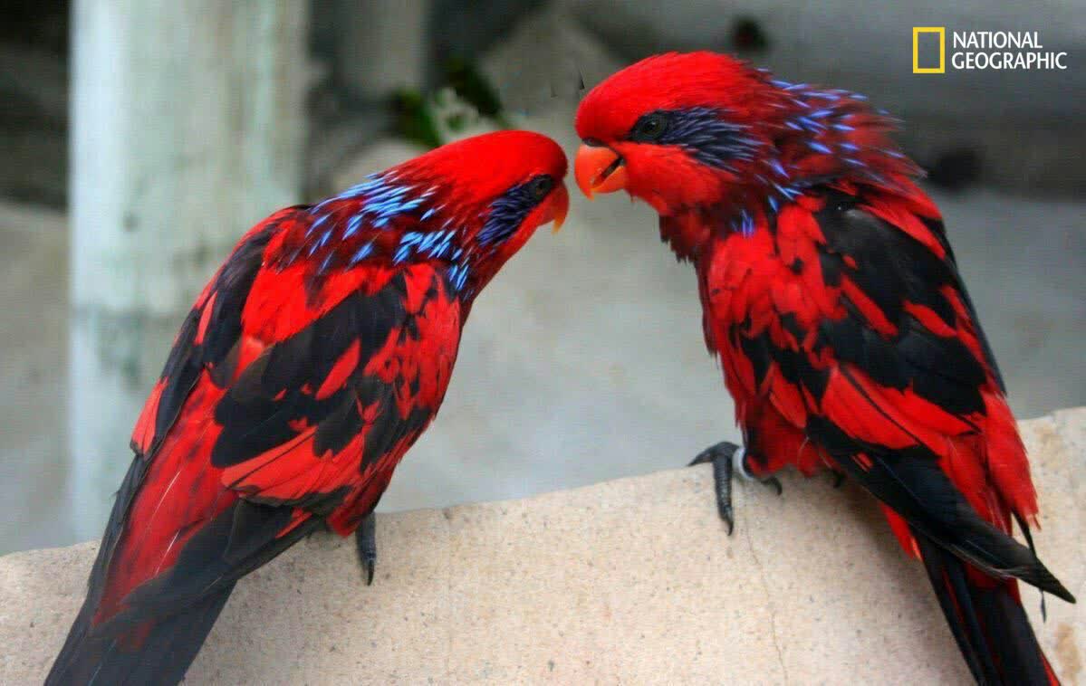 طوطی گردن آبی