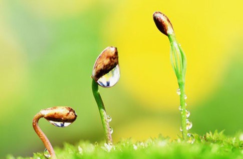 برای رویاهایتان زندگی کنید