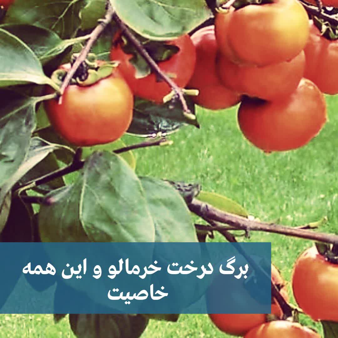 برگ درخت خرمالو و این همه خاصیت 