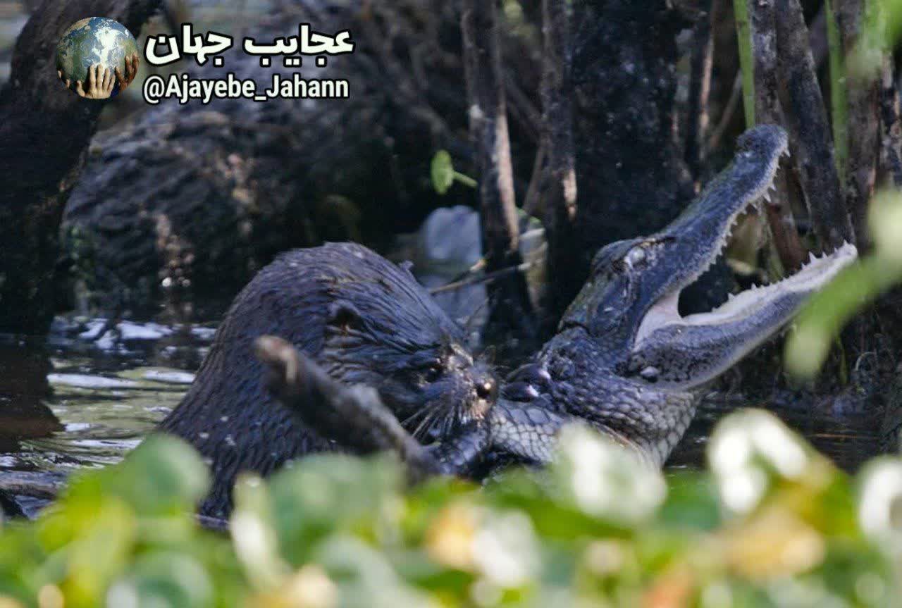 سمورهای آبی