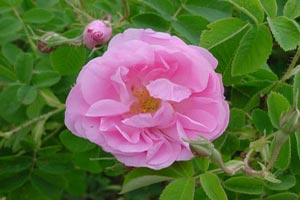 دو گیاه برای تقویت اعصاب