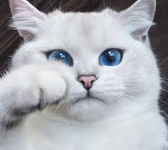 گربه ها خرخر می کنند