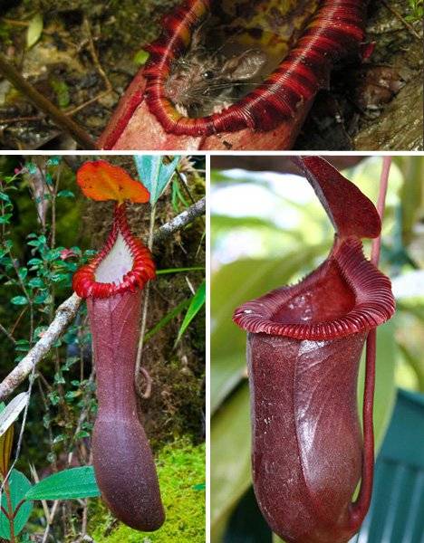 گیاه موشخوار پارچی (NEPENTHES ATTENBOROUGHII)