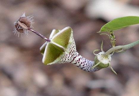 سروپگیا (CEROPEGIA WOODI)