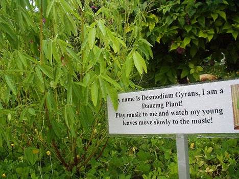 گیاه رقاصه(DESMODIUM GYRANS)